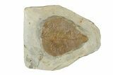 Fossil Leaf (Cissites rocklandensis) - Uncommon Species #270224-1